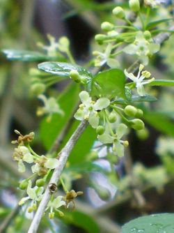 Midas Possumhaw Holly, Deciduous Holly (Male Pollinator), Ilex decidua 'Midas'